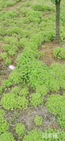 高度20厘米紫云英