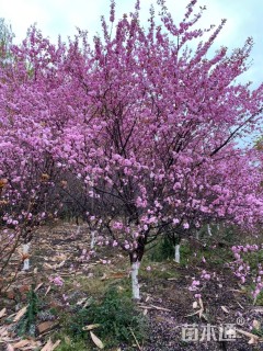 35公分(4杆)丛生蓝花楹