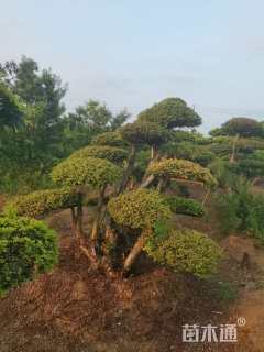 15公分造型榆树