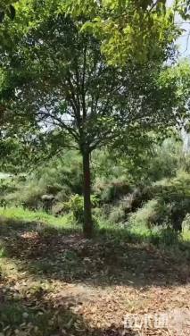 12公分大叶女贞