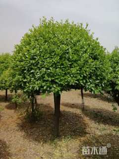 8公分高杆卫矛球