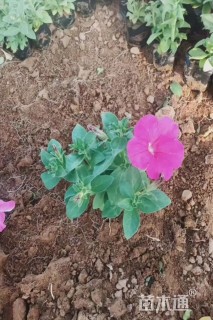 高度15厘米垂钓牵牛