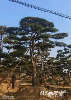 高度400厘米油松