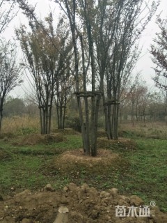 12公分丛生朴树