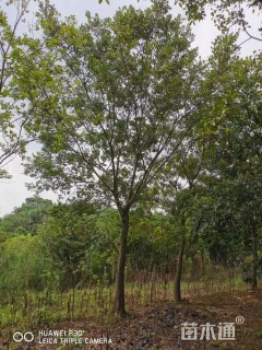 18公分朴树