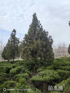 高度500厘米侧柏