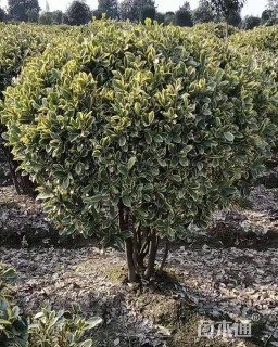 冠幅150厘米金边黄杨球