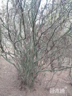 高度150厘米映山红