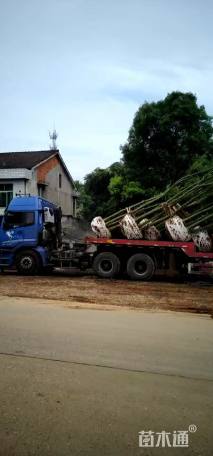 50公分丛生朴树