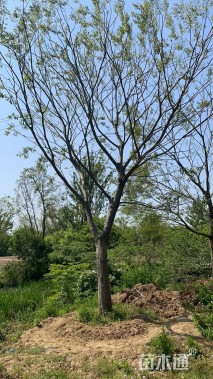 25公分朴树