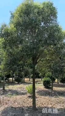 16公分大叶女贞