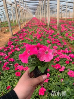 高度20厘米牵牛花