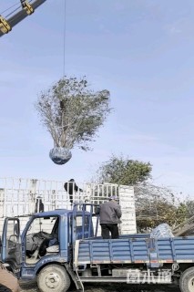 高度600厘米丛生丝棉木