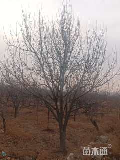 16公分八棱海棠