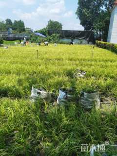 高度20厘米金叶菖蒲