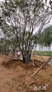 高度900厘米丛生五角枫