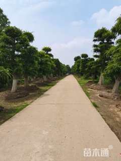 30公分造型榆树