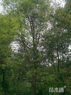 28公分红果冬青