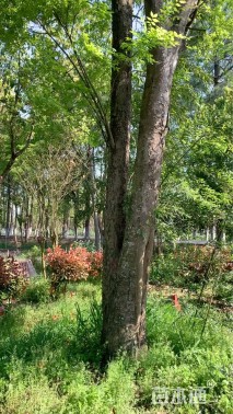 24公分(2杆)丛生榉树