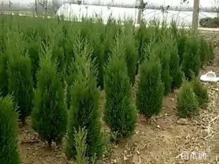 高度90厘米塔柏