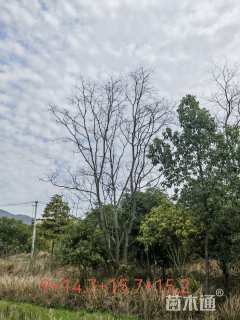 55公分(4杆)丛生乌桕