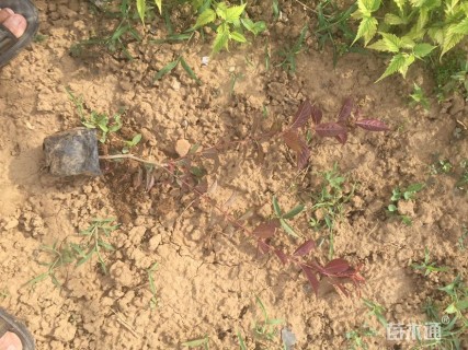 高度40厘米密枝红叶李