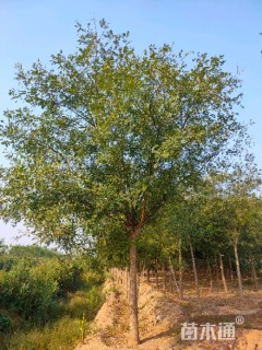 15公分国槐