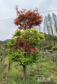 高度300厘米羽毛枫