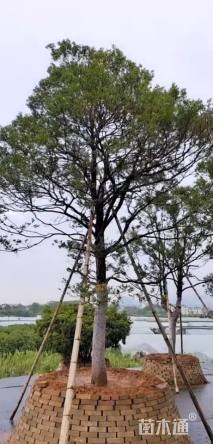 高度500厘米黄杨