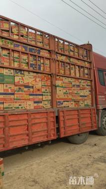 高度20厘米荻草