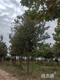 18公分楸树