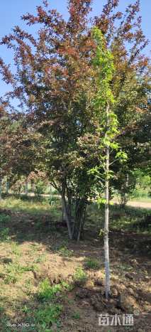 高度600厘米丛生海棠