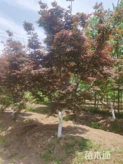 12公分日本红枫