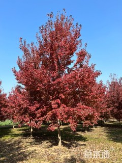 18公分美国红枫-红点