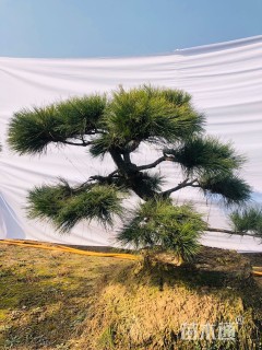 高度180厘米油松