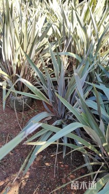 高度100厘米新西兰亚麻