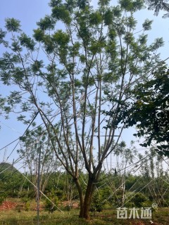 14公分(3杆)丛生蓝花楹