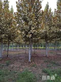 20公分速生法桐