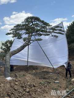 20公分造型黑松