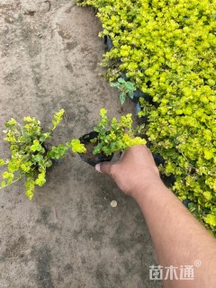 高度10厘米金叶过路黄