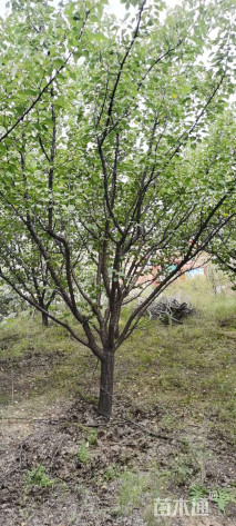 15公分山杏