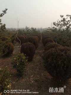 高度120厘米洒金柏