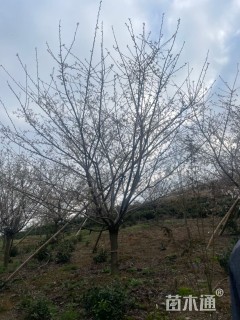 11公分染井吉野樱