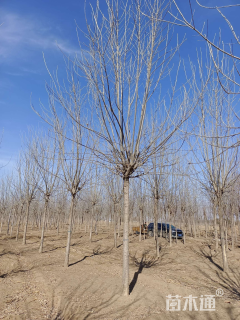 10公分绒毛白蜡