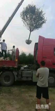 10公分绚丽海棠