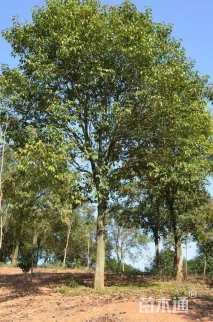 18公分大叶女贞