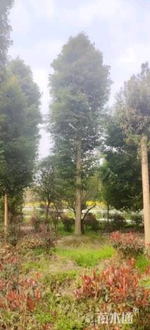 20公分金丝楠木