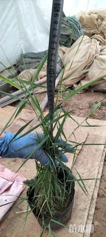 高度20厘米芦苇