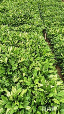 高度30厘米金边玉簪