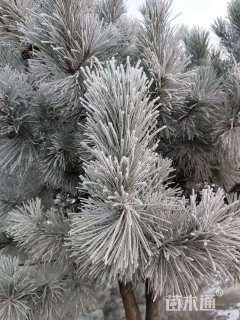 高度100厘米油松